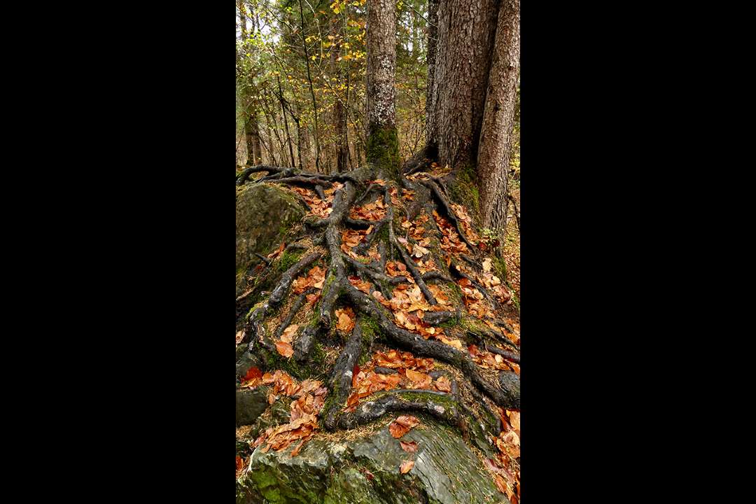 Trees Trees